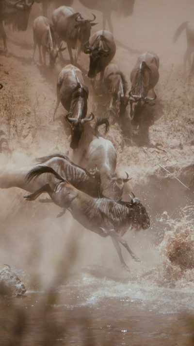 High-speed action photography of the Greatnehts crossing, with wildebeest leaping over the river in a dust cloud. A Nikon D850 was used for high-resolution details, capturing motion blur and the dusty atmosphere. An f/2 lens at ISO400 provided a fast shutter speed with natural light to highlight the dynamic movement. Vibrant colors of black calves against grey bodies, with dust swirling around. A Nikon D7300 camera provided sharpness and detail capture in the style of National Geographic photography. --ar 9:16