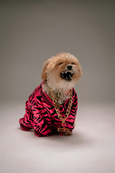 portrait photo of a male dog dressed as a female rapper in a pink and black zebra print outfit, sitting on the floor like a normal dog in a full body pose with his tongue out, studio background, professional photography style, gold chain around his neck with bling, big smile, white seamless backdrop, daylight, Hasselblad closeup shot in the style of professional photography. --ar 85:128