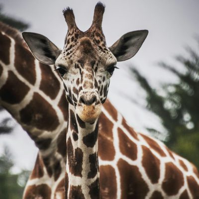 A giraffe is looking at the camera, with its head tilted to one side and showing off its long neck. The background features another giraffe's back in an open field. In closeup, the animal's skin patterns can be seen clearly on its chest, which has dark brown spots. This photo was taken using a Canon EOS1D X Mark III, with an aperture of f/20, ISO 85, and a shutter speed set at 360 seconds. The photo has a realistic style in the manner of nature photography.