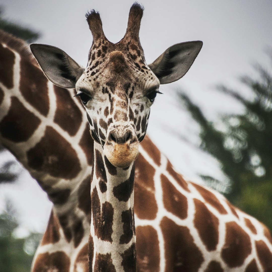 A giraffe is looking at the camera, with its head tilted to one side and showing off its long neck. The background features another giraffe’s back in an open field. In closeup, the animal’s skin patterns can be seen clearly on its chest, which has dark brown spots. This photo was taken using a Canon EOS1D X Mark III, with an aperture of f/20, ISO 85, and a shutter speed set at 360 seconds. The photo has a realistic style in the manner of nature photography.