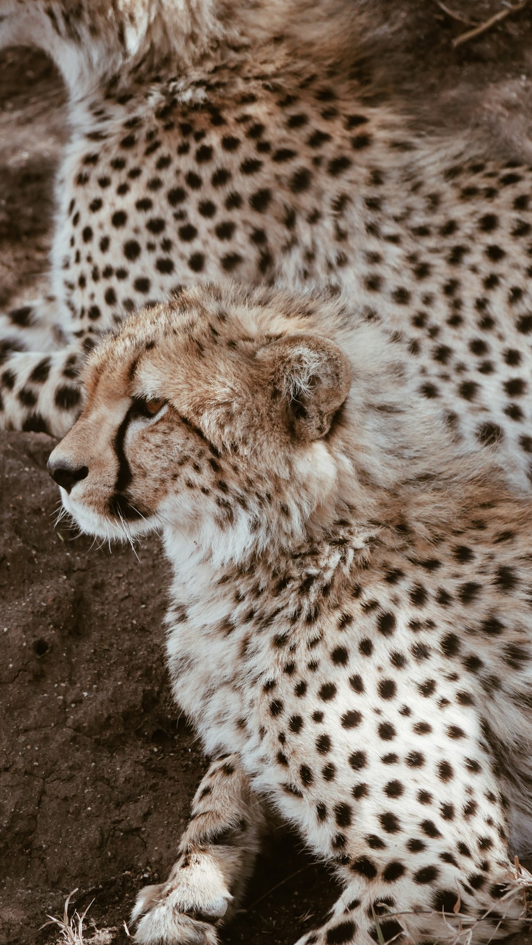 A mother cheetah resting with her cub, captured in the style of an iPhone photo taken in the style of someone on their phone for Instagram stories. The shot is taken from above and shows both animals in detail. They appear to be lying down or sleeping peacefully together, with natural lighting highlighting intricate details such as fur textures and facial expressions. This closeup view captures the moment between them, conveying love and bond. –ar 9:16