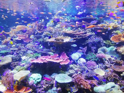 An underwater scene showcasing the vibrant colors of coral reefs and diverse marine life, highlighting their beauty in an aquarium setting. --ar 4:3