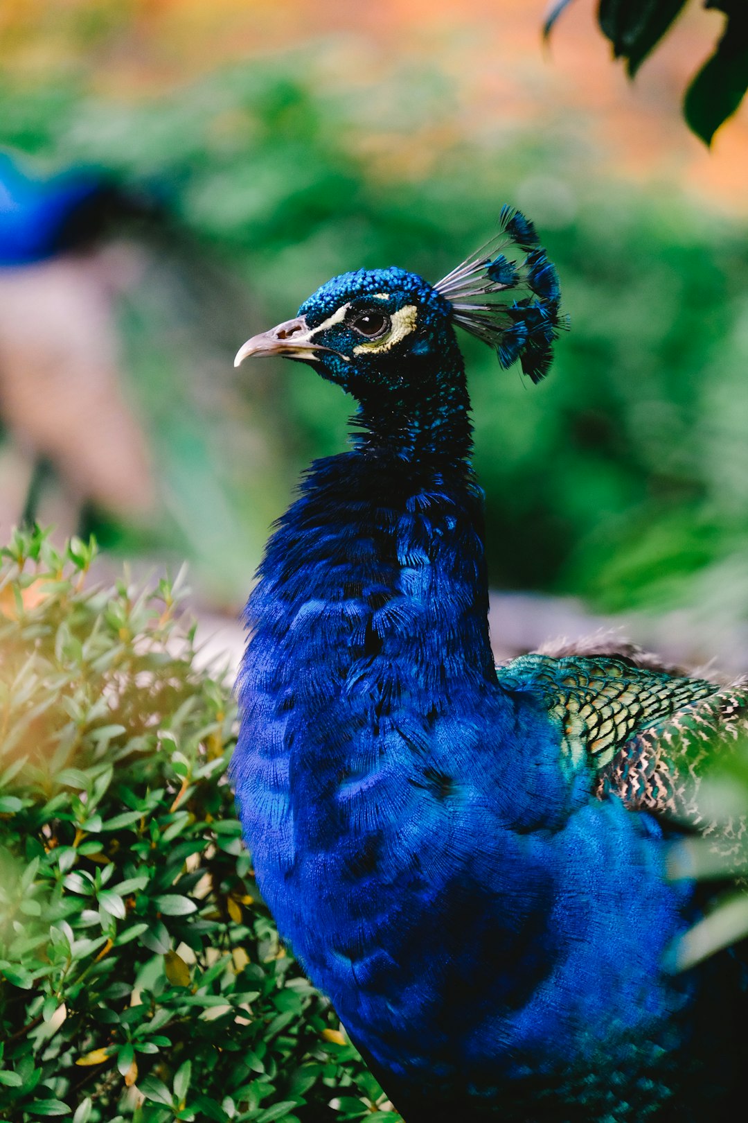 Photo of a peacock in the garden, with a blue color palette, in the style of unsplash photography. –ar 85:128