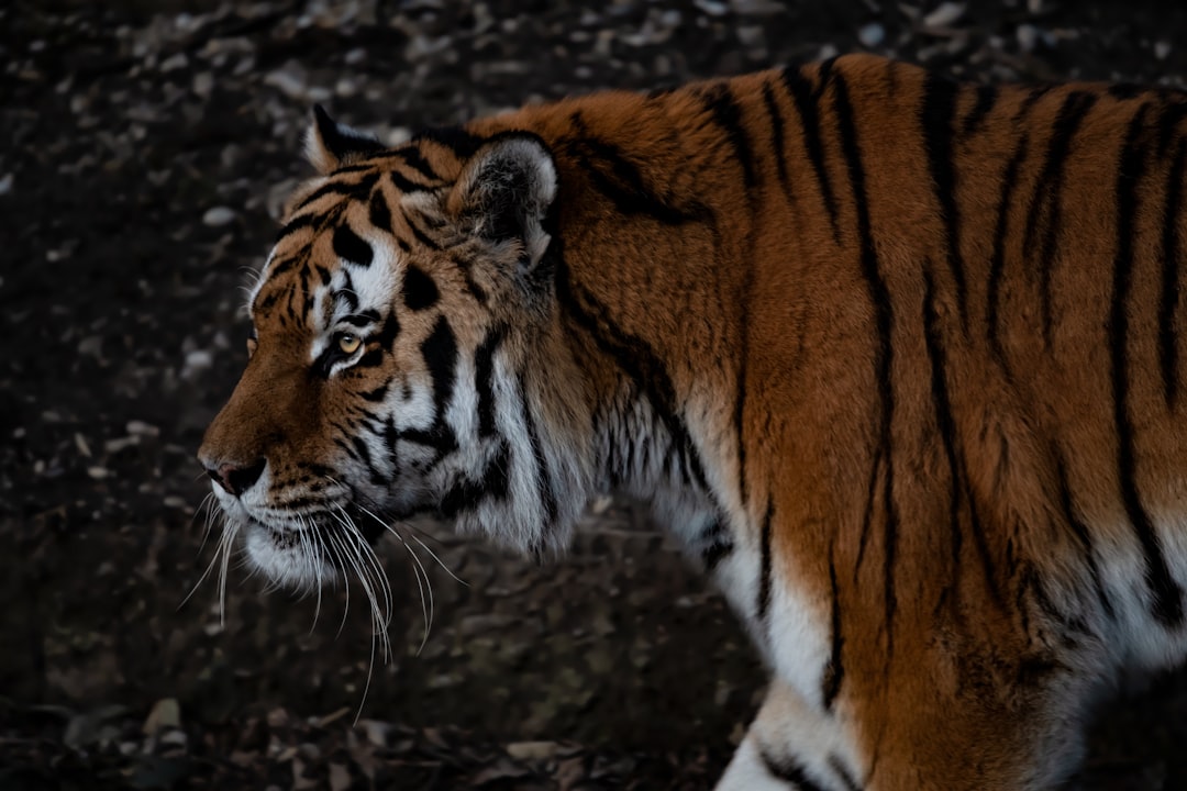 A side view of an Amur tiger walking in the dark forest, captured in the style of Sony Alpha A9 II and with an f/2 lens. –ar 128:85