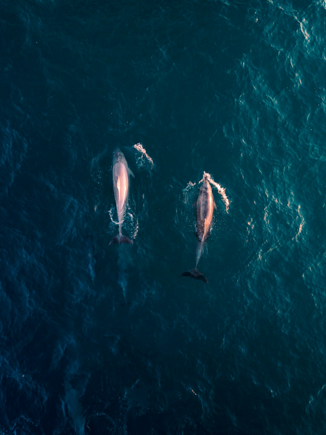 drone shot of two whales in the ocean, realistic photography, Canon eos r5 camera, professional color grading –ar 95:128