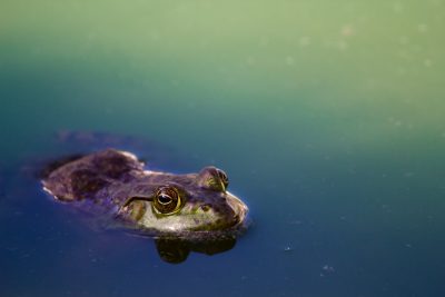 Frog's head floating in the water, a closeup shot of a frog face in a lake with a green blue background, in the style of natural photography, in an outdoor environment, with soft lighting, macro lens focus on the eyes and mouth details. High resolution image quality, natural colors, high definition, clean and clear image. The body is dark purple, with a slightly upturned mouth, from a deep fish eye view angle perspective. Slight ripples are visible in the water surface, adding to its realistic appearance. In the style of realistic photography, with a natural look. --ar 128:85