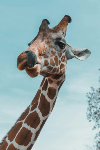 Giraffe, looking up at the sky with its tongue out. Realistic photography style with natural light and a blue background. A closeup of a giraffe's head and neck captured with a portrait lens. Warm colors depict playful movements and cheerful expressions with friendly emotions. The focus is on the horns, long fur, and smooth skin in the style of a Sony A7 III camera. --ar 85:128