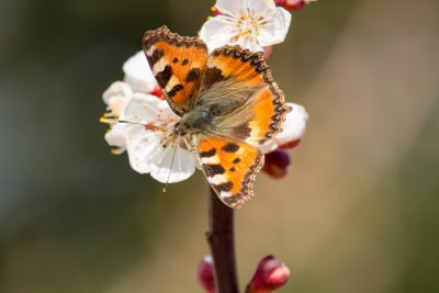 Photo of A small tortoise shell butterfly on an apricot blossom, taken with Sony Alpha A7R IV camera --ar 128:85