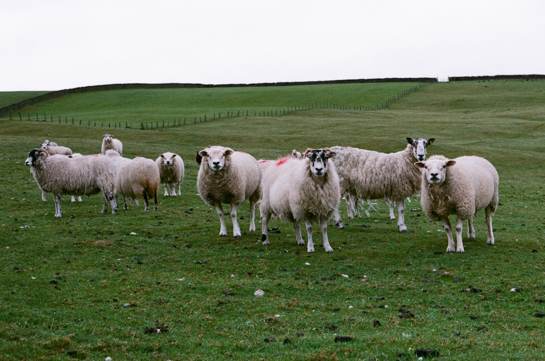 A group of sheep in the green field, 35mm film, panavision quality, grainy, Kodak portra800, in the style of hasselblad h6d4xc. –ar 32:21