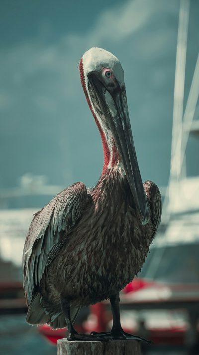 A pelican with its head tilted to the side, sitting on top of an old wooden post at port. The background is out of focus and shows several boats in soft focus. In front of it there's another boat that has red details. The sky above him looks cloudy but clear. This photo was taken in the style of Nikon Z7 II camera with Nikkor AFS Macro lens. It captures the natural colors and textures very well. The pelicans feathers look glossy and detailed. --ar 71:128