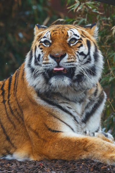 A majestic tiger lounging in the sun, its eyes gleaming with playful energy and its tongue lolling out playfully. Painted in the style of Canon EOS at 8k resolution.