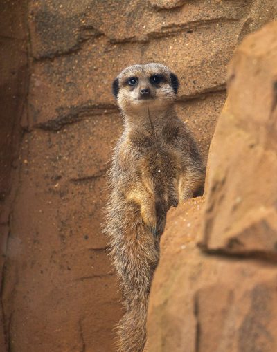 Photo of an adult meerkat standing on its hind legs, peeking out from behind the edge of a rock wall in a zoo enclosure. The photo was shot with a Nikon D850 and Nikon AFS NIKKOR 24-70mm f/3.6E ED VR lens in the style of wildlife photography. --ar 25:32