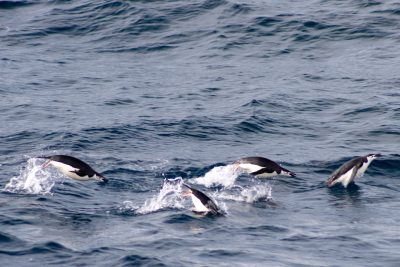 Photo of four penguins swimming in the ocean, with one leaping out to swim on its own, seen from above, shot in the style of Canon EOS --ar 128:85