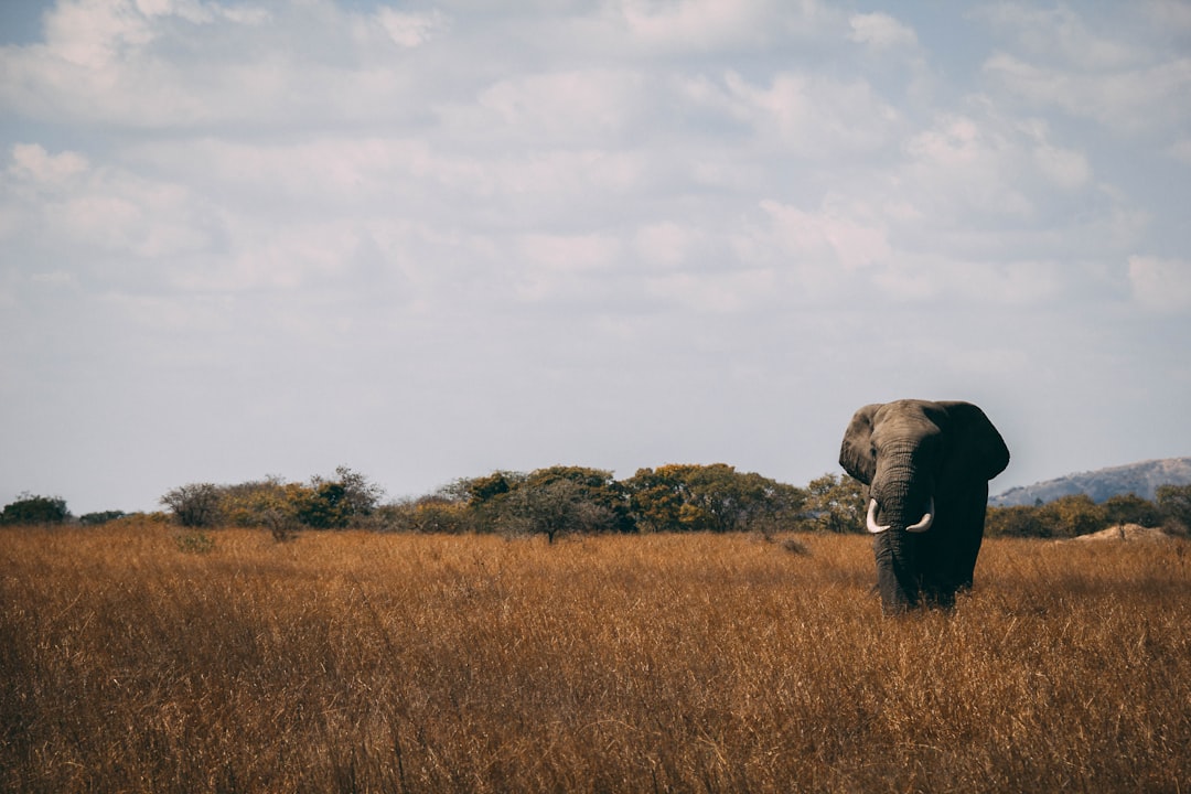 A wide shot of an elephant walking in the savannah, beautiful landscape, muted colors, in the style of unsplash photography. –ar 128:85