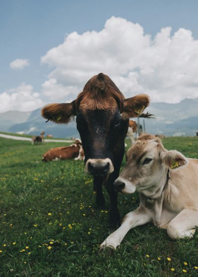 A photo of two cows in the alps, one cow is sitting and lying down on its side with its head resting against another cow's chest, shot from eye level, in the style of unsplash photography. --ar 91:128