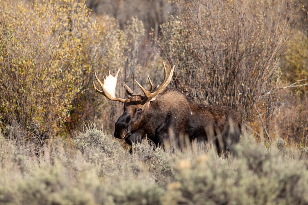 A majestic moose, with its antlers glistening in the sunlight and standing majestically amidst an autumn landscape of thick sagebrush, its face in focus. –ar 128:85