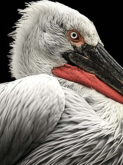 A closeup portrait of an exotic white pelican with red around its neck, showcasing the intricate details and textures on a black background, in the style of high resolution photography. --ar 3:4