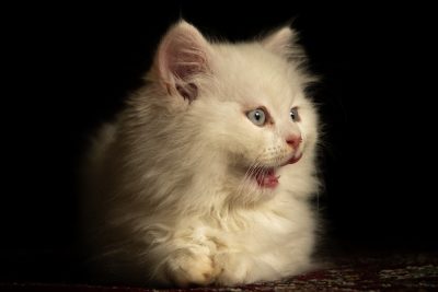 Cute white kitten with its mouth open and tongue out against a black background, in the style of photography. --ar 128:85