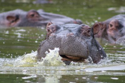 A group of hippos in the water, with one hippo's head emerging from its hole and making an excited expression. The scene captures motion as they splash around playfully. Shot on Canon EOS R5 camera with a macro lens for detailed closeups. In the style of documentary photography. --ar 128:85