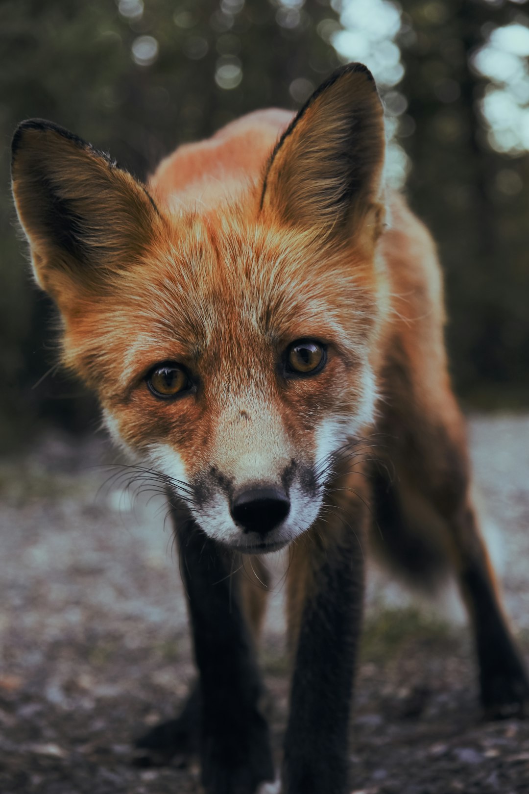 A fox, in the forest, full body shot, looking at camera, closeup of face, high definition photography, realistic photos –ar 85:128