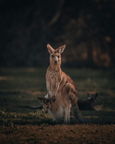 Kangaroo standing on its hind legs with a joey in its [Pouch](https://goo.gl/search?artist%20Pouch), photographed in the style of National Geographic using a Nikon D850 DSLR camera and volumetric lighting to create a cinematic feel with natural light. The photo documents wildlife in a dark green, grassy field background with an f/24, 36mm lens for a closeup shot of the animal kingdom. --ar 51:64