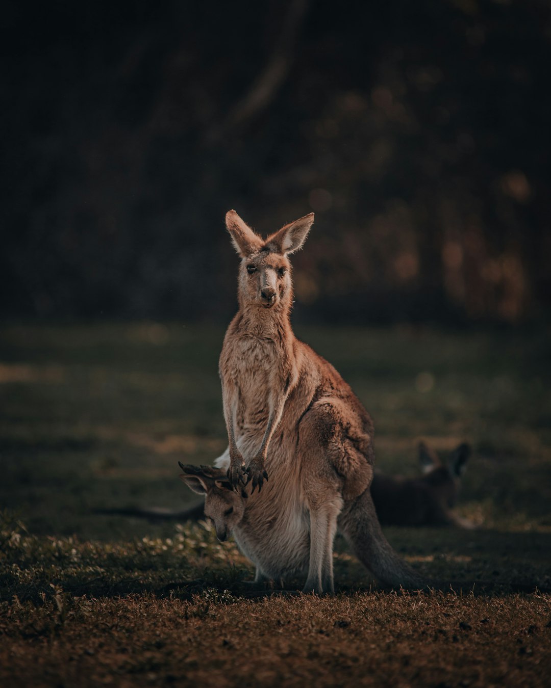 Kangaroo standing on its hind legs with a joey in its [Pouch](https://goo.gl/search?artist%20Pouch), photographed in the style of National Geographic using a Nikon D850 DSLR camera and volumetric lighting to create a cinematic feel with natural light. The photo documents wildlife in a dark green, grassy field background with an f/24, 36mm lens for a closeup shot of the animal kingdom. –ar 51:64