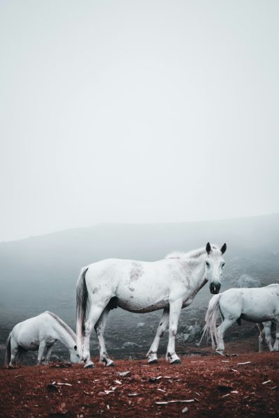 A white horse and two other horses on the red earth of Iceland, surrounded by foggy mountains. Minimalist photography of the horses in the style of fujifilm provia 400x portrait. --ar 85:128