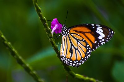 Photo of a monarch butterfly resting on the stem of an exotic flower, taken with a Sony Alpha ZV E H2 camera. The focus is sharp and detailed, capturing every detail in high resolution. This photograph conveys the beauty and diversity of nature's outdoors in the style of an exotic flower. --ar 128:85