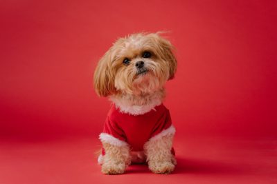 cute shih tzu dog wearing a red christmas outfit on a solid color background in a full body shot photograph taken under studio lighting