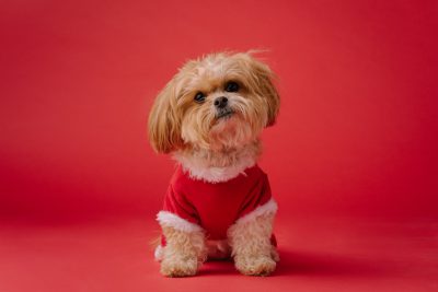 cute shih tzu dog wearing a red christmas outfit on a solid color background, in the style of professional photography, high resolution --ar 128:85