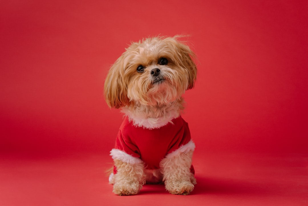 cute shih tzu dog wearing a red christmas outfit on a solid color background, in the style of professional photography, high resolution –ar 128:85