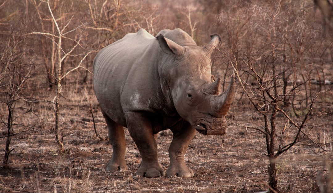 A rhinoceros standing in the African savannah, surrounded by dry trees and shrubs. The animal has its head raised slightly as if it is looking at something or someone nearby. It’s skin glows with an eerie pale light that highlights every contour of his body. His big horn reflects sunlight, creating a strong contrast between shadowed areas on his back and sides. In some places there may be signs of intense conflict from surrounding wildlife due to their long horns. –ar 64:37