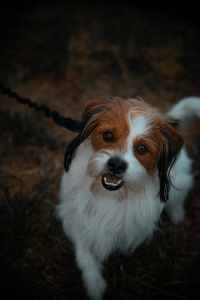 A small white and brown dog with long hair is on the leash, looking up at me in an excited way while smiling. The background of a dark forest adds to its cuteness as it walks along the path. Captured from above using a Canon EOS R5 camera, wideangle lens, aperture f/2.8, shutter speed 30s, ISO 400. --ar 85:128