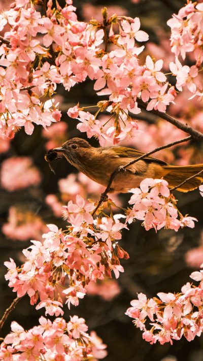 A brown bird perched on the branch of an cherry blossom tree, eating pink flowers with its beak. The background is dark and filled with lots of sakura blossoms. High resolution photography, insanely detailed, fine details, stock photo, professional color grading --ar 9:16