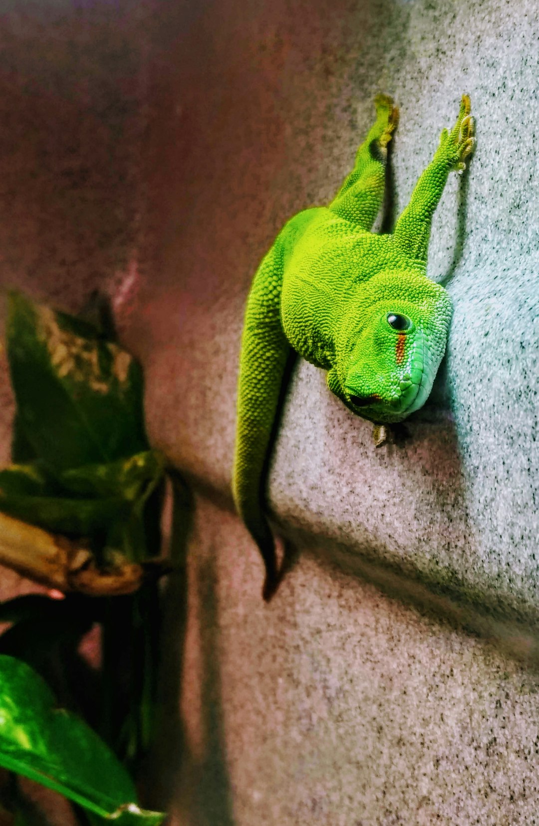 green gecko on the wall, iPhone photo, posted to reddit in 2019 –ar 83:128