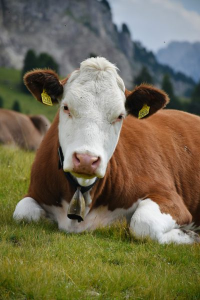 Photo of a cow with white hair and brown fur lying on the grass in an alpine pasture, wearing a bell around its neck, taken in the style of Canon EOS. A yellow tag attached to her ear, green meadow background, high quality photo. --ar 85:128