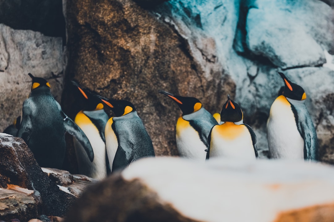 A group of penguins at the zoo, photographed with a Sony Alpha A7 III in the style of unsplash photography. –ar 128:85