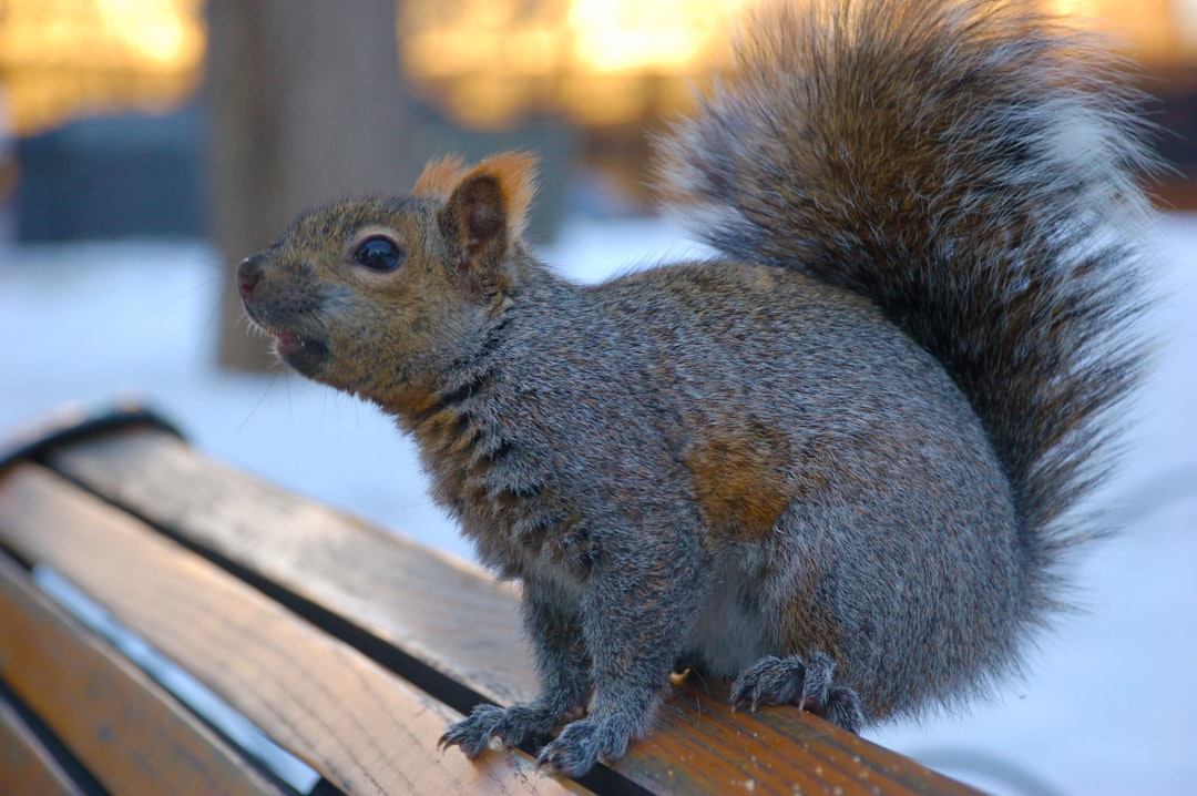 A cute squirrel sitting on the bench, with its tail raised high and its head tilted to one side, is eating nuts in winter at dusk. The background of snowcovered park benches highlights his gray fur color. This photo was taken using Canon EOS R5 camera with standard lens. It has rich details, clear focus, natural light, warm tones, soft lighting, sharp movements, lively expressions, vitality, happiness.,,in –ar 128:85