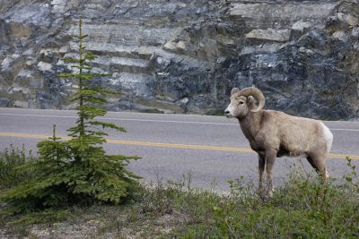 A photo of a big horn sheep standing on the side of a highway in the Canadian rocky mountains, with a small pine tree beside the road. --ar 128:85