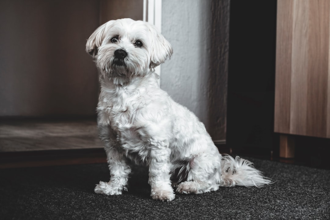 A white Havanese dog sitting on the carpet in front of an open door, in a professionally photographed style with beautiful soft light, shot with a Sony Alpha A9 II and f/2 lens. –ar 128:85