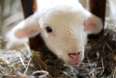 close up of baby lamb in hay, farm life, nikon d70s --ar 128:85