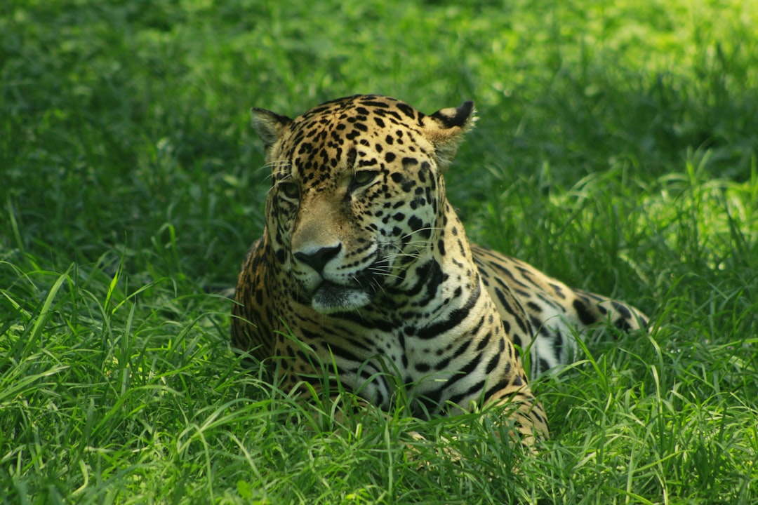 Jaguar resting in the grass, high-definition photography, full-body shot. Jaguar resting in the grass in the style of high-definition photography, full-body shot. –ar 128:85