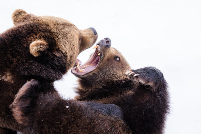 A photo of two grizzly bears fighting, mouths open and teeth showing, on a white background, taken with a Nikon D850 DSLR camera with an aperture of f/4 and ISO settings ranging from 270 to 360, shutter speed between 1/9th of a second or more, in the style of no particular artist. --ar 128:85