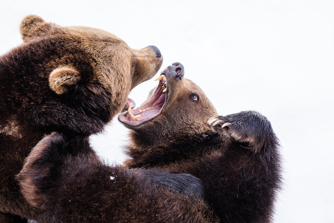 A photo of two grizzly bears fighting, mouths open and teeth showing, on a white background, taken with a Nikon D850 DSLR camera with an aperture of f/4 and ISO settings ranging from 270 to 360, shutter speed between 1/9th of a second or more, in the style of no particular artist. –ar 128:85