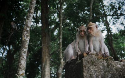 Two monkeys sitting on top of a rock in a Bali forest, with soft light, in the style of Fujifilm, at f/28. --ar 8:5