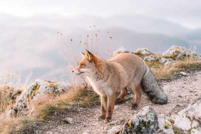 A photograph of a fox standing on the edge of an alpine cliff, side view, in front of it is a beautiful valley with small hills and some rocks, in springtime, in daylight, shot from far away, in the style of unsplash photography. --ar 128:85