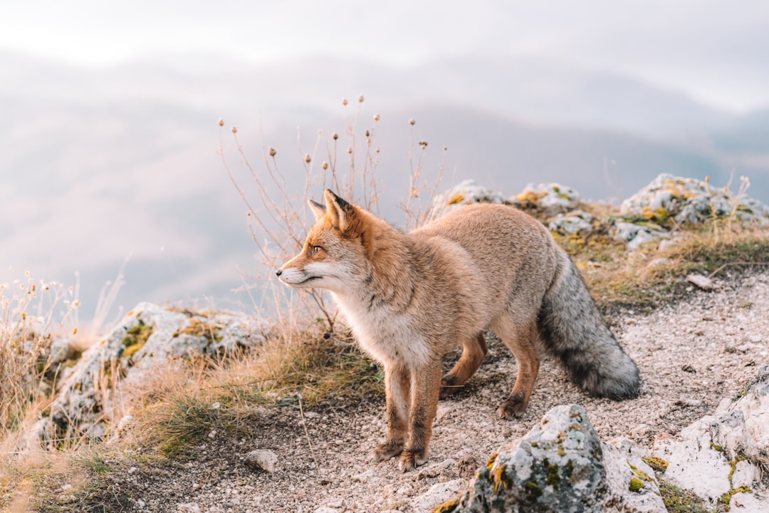 A photograph of a fox standing on the edge of an alpine cliff, side view, in front of it is a beautiful valley with small hills and some rocks, in springtime, in daylight, shot from far away, in the style of unsplash photography. –ar 128:85