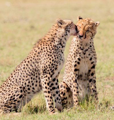 photograph of two cheetahs licking each others' faces, in the savannah --ar 121:128