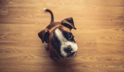 High angle view of a cute boxer puppy on a wooden floor, top down photography in the style of David Fincher, with an anamorphic prime lens and bokeh blur background, cinematic lighting, ultra realistic, hyper detailed