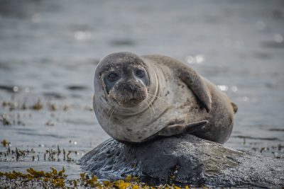 A cute little seal is sitting on the rock in front of you, with its back to sea water and looking at camera, Scottish Seabirds' Photography Award , National Geographic photo , Sony Alpha A7 III, 35mm f/2 lens, f/4 aperture, soft natural light, wideangle shot, portrait of playful grey fur with black spots, closeup of detailed face, peaceful atmosphere, serene blue ocean background. --ar 128:85